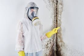 Best Black Mold Removal  in Wauchula, FL